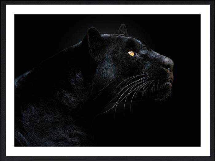 Panthere-noir