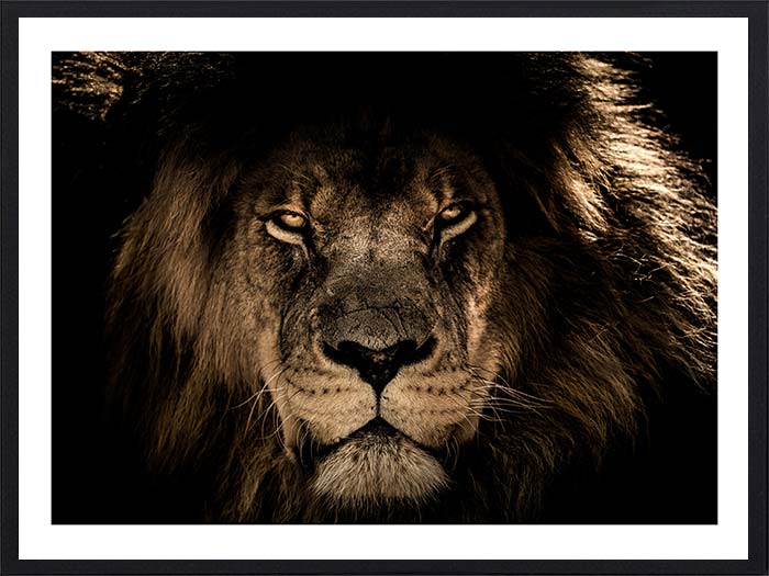 lion-portrait2