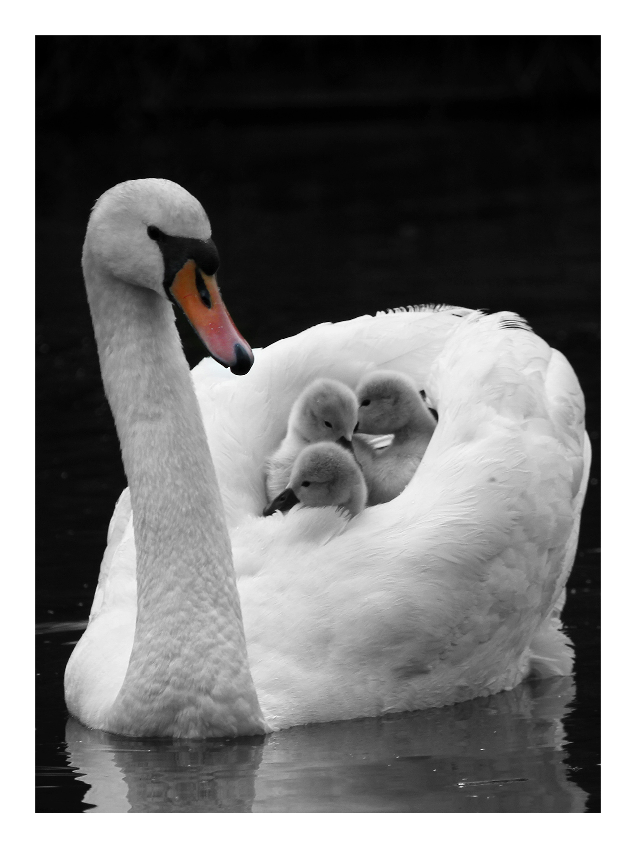 Tenderness Swan