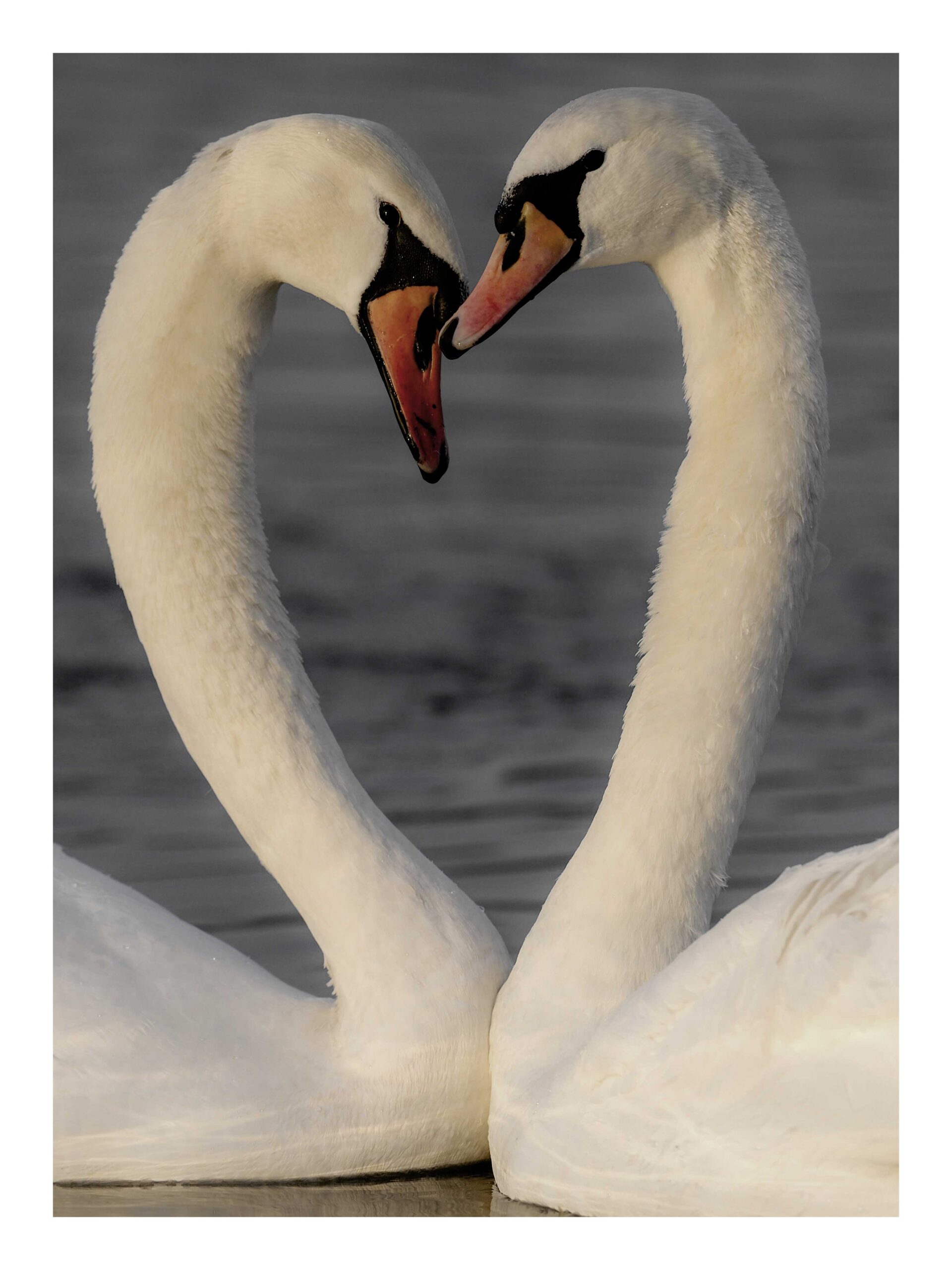 swan-heart-web
