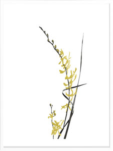 Cadre Blanc